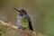 Talamanca Hummingbird  841008