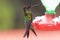Talamanca Hummingbird   842093