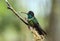 Talamanca Hummingbird  Eugenes spectabilis in rain, Panama