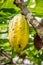 Talamanca Jungle, Costa Rica - Cocoa Pod Growing outside the Tsiru Ue Cocoa House in the Talamanca Jungle in Costa Rica
