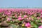 Talay Bua Daeng or Nymphaea pubescens Willd. sea at Nong Han marsh in Kumphawapi district, Udon Thani, Thailand.