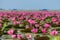 Talay Bua Daeng or Nymphaea pubescens Willd. sea with tourist boats at Nong Han marsh.