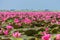 Talay Bua Daeng or Red indian water lily sea with tourist boats at Nong Han marsh.