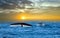 Tale Blue Whale Watching in Sri Lanka marine life indian ocean Mirissa