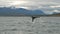 Tale of the whale in the fjord