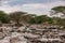 Talek River Stream in Kenya Maasai Mara National Reserve