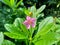 Talinum paniculatum fame flower, Jewels of Opar, pink baby`s breath, ginseng jawa in the nature.