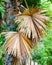 The Talipot Palm - Corypha Umbraculifera.