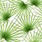 Talipot. Seamless tropical pattern of Palm branch and leaves. Vector illustration.