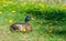 Talkative duck lying in the grass