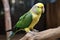 A talkative and social parakeet chirping and singing, chirping and singing to communicate with its owner or other birds.