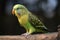 A talkative and social parakeet chirping and singing, chirping and singing to communicate with its owner or other birds.