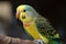 A talkative and social parakeet chirping and singing, chirping and singing to communicate with its owner or other birds.