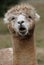 Talking Alpaca