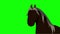 Talking black horse chroma key 4K