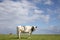 Talking, chewing or mooing cow. Black pied friesian holstein cow, in the Netherlands, standing on green grass in a meadow, at the