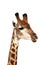 Talking Giraffe