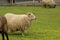 talking sheep, calling their own, dinner!! Green Hill park Zoo, Worcester, Ma