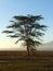 Tall acacia tree bathed in golden sunlight of an African dawn at Ambesoli National Park - Kenya, Africa