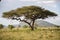Tall acacia tree in the Tanzania Safari Wildlife in Africa under a sunny day