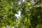 Tall acacia trees in the forest, leaves.