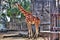 Tall African giraffe