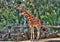 Tall African Giraffe