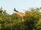 Tall african giraffe looking down at camera