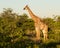 Tall african giraffe looking down at camera