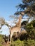 Tall african giraffe looking down at camera