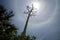 Tall agave flower stalk with halo from sun