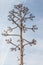 Tall agave plant flower stalk after blooming with multiple branches, dead, against a blue sky