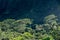 Tall albizia trees against the steep mountain slopes in Oahu