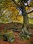 A tall ancient beech tree with green textured bark and golden yellow autumn foliage and twisted exposed roots in mossy rocks