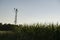 Tall Ancient Windmill in Field of Corn