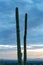 Tall arms of saguaro or mexican cactus with decayed exterior in sillhouette sunset light with dark looming clouds sunrise