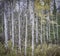 Tall aspen trees