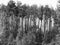 Tall Aspen Trees Black and White Background Digital Art