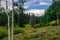 Tall aspen trees in a valley in summer of Colorado.