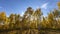 Tall Aspen trees in Wasatch national forest