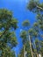 Tall Aspens Convergin in Deep Blue Sky