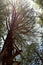 A tall attractive leafless deodar tree, Uttarakhand, India