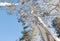 Tall Australian eucalyptus trees with shedding bark against blue sky