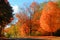 Tall autumn trees in Michigan