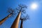 Tall backlit baobabs