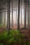 Tall Balsam Trees in Creepy Forest Fog