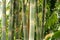 Tall bamboo