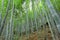 The tall bamboo