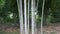Tall bamboo is a group of white stems with sludge stains Natural beauty from the garden