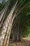Tall bamboo shoots in tropics
